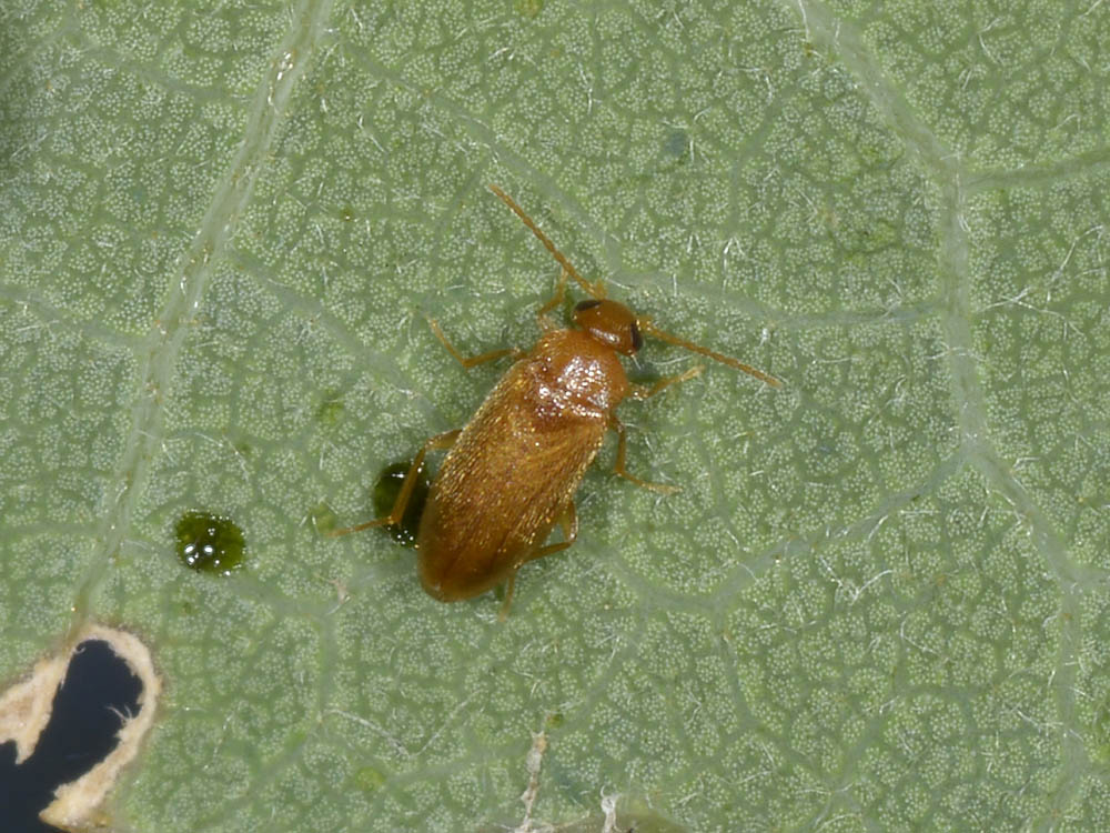 Coleotterino da identificare: Scraptia ophthalmica